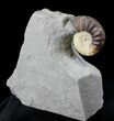 Promicroceras Ammonite - Lyme Regis #23244-1